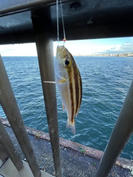 アジしか勝たん