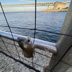 アジしか勝たん③