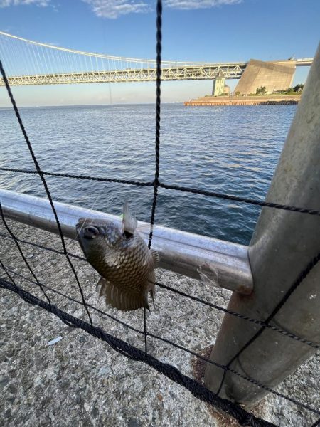 アジしか勝たん③