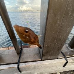 アレ達成ならず