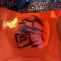 やっぱアジしか勝たん