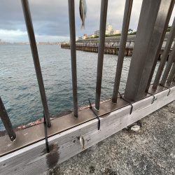 人多め　ウリボウも多め