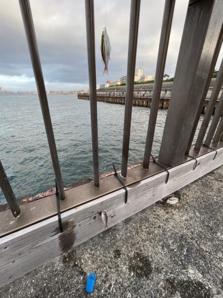 人多め　ウリボウも多め