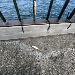 アジの時期長い