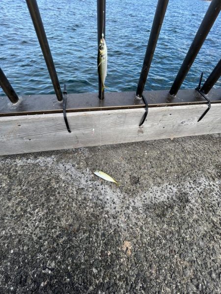 アジの時期長い