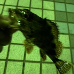 アジ絨毯！えぐすぎる釣り場