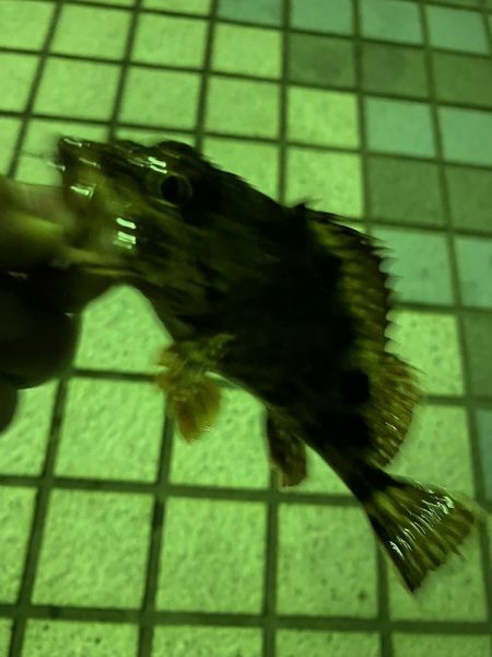 アジ絨毯！えぐすぎる釣り場