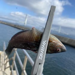 岩屋でサビキ釣り