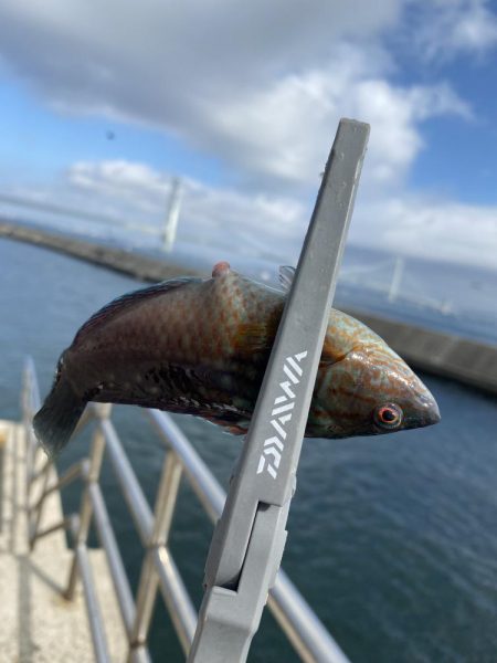 岩屋でサビキ釣り