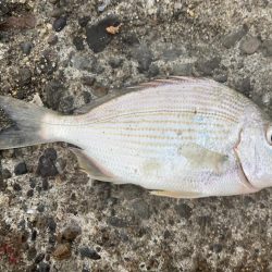 紀州釣り、胴突き