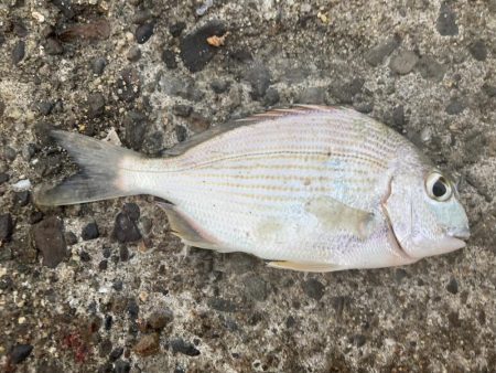 紀州釣り、胴突き