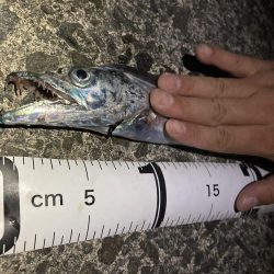 久しぶりの太刀魚