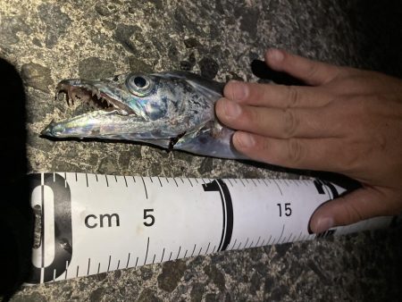 久しぶりの太刀魚