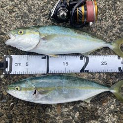 トリプルツバスのはずが