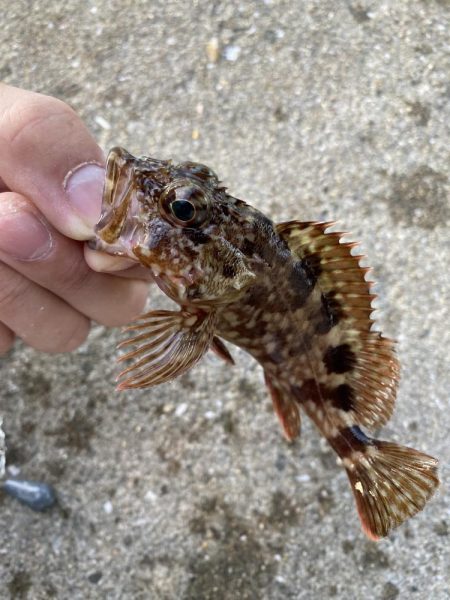 有力な情報ゲッツ