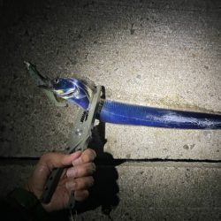 サイズアップしてます