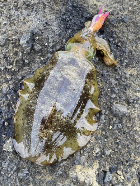 2023 佐渡ヶ島エギング 13回目【9月…