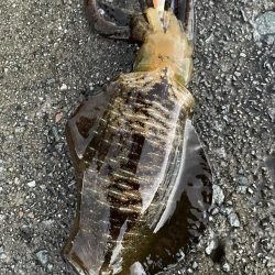 2023 佐渡ヶ島エギング 14回目【9月21日】