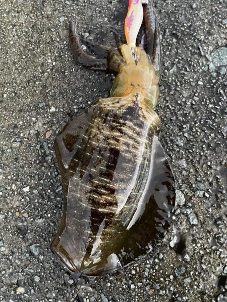 2023 佐渡ヶ島エギング 14回目【9月…