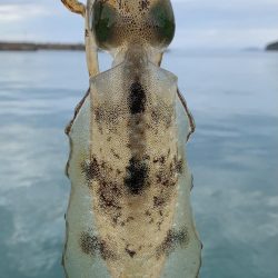 秋エギング開幕