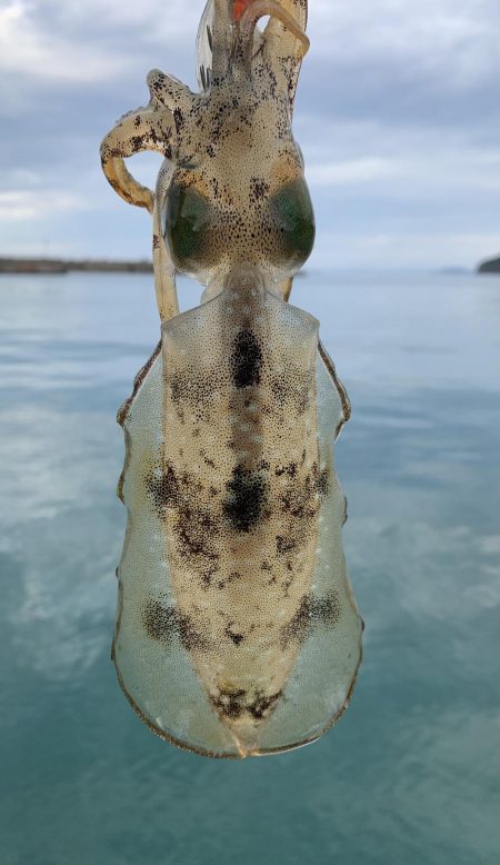 秋エギング開幕