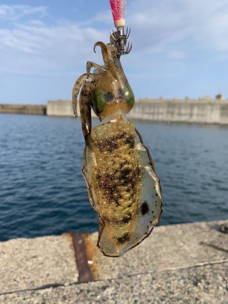 夏エギング・・・？