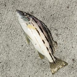 メッキのちセイゴ時々シマイサキ