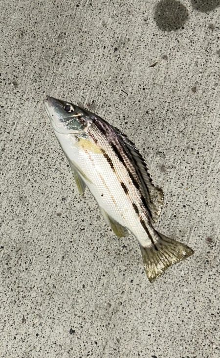 メッキのちセイゴ時々シマイサキ