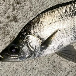 メッキ最盛期！