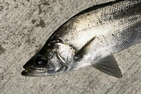 メッキ最盛期！