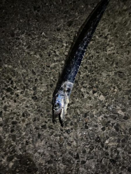 今年初タチウオ