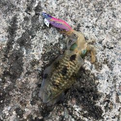 エギング　佐渡遠征②1日目