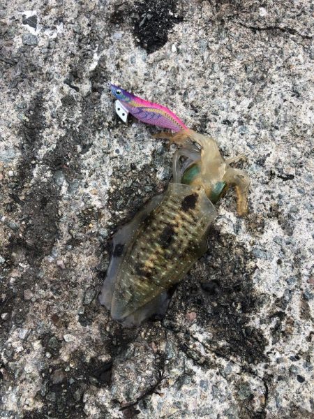 エギング　佐渡遠征②1日目