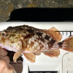 カサゴ釣りイベント1