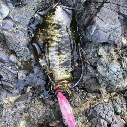 新子調査　シオ調査