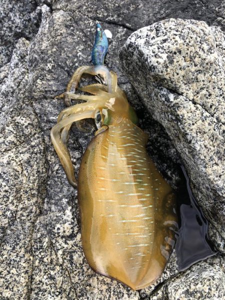 エギング　佐渡遠征③1日目