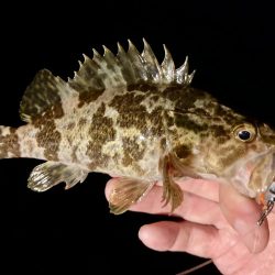 カサゴ釣りイベント3