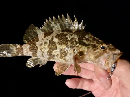 カサゴ釣りイベント3