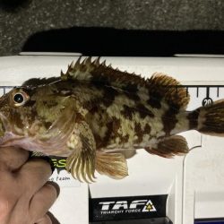 カサゴ釣りイベント4（更新ならず）