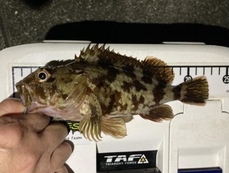 カサゴ釣りイベント4（更新ならず）