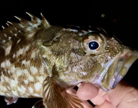 カサゴ釣りイベント5（更新ならず）