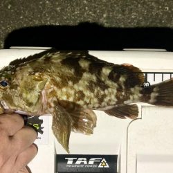 カサゴ釣りイベント6(記録更新)