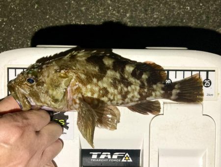 カサゴ釣りイベント6(記録更新)