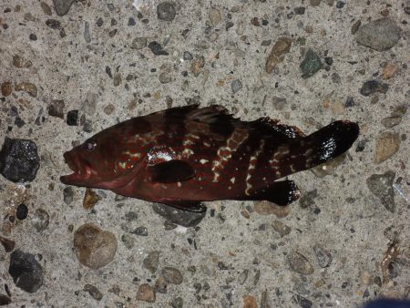 エビ撒きで恒例の５目釣り