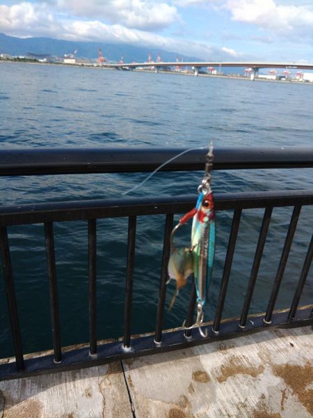 ツバスしか釣れません！