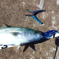 メジロしか・・・。