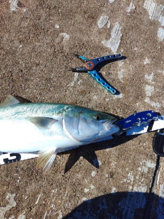 メジロしか・・・。