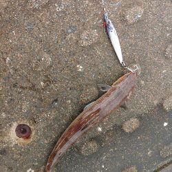 逃がした魚は・・・？