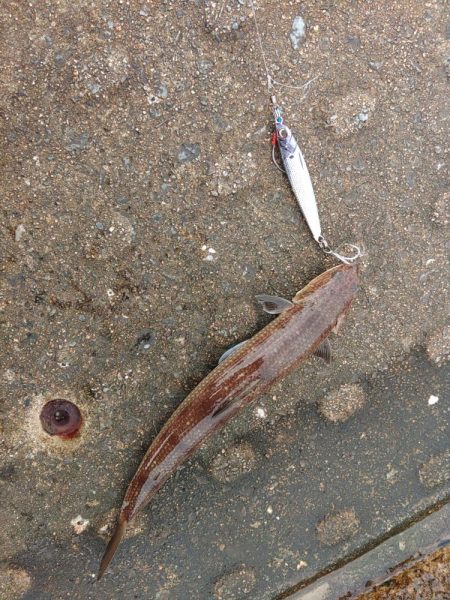 逃がした魚は・・・？