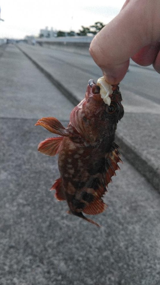 今シーズン初タチウオ